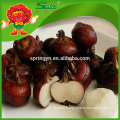 wholesale rich nutrition fruit water chestnut lowest price bulk selling